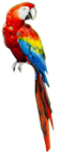 Papagei mit roten, blauen Federn