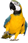 Papagei mit gelben Gefieder